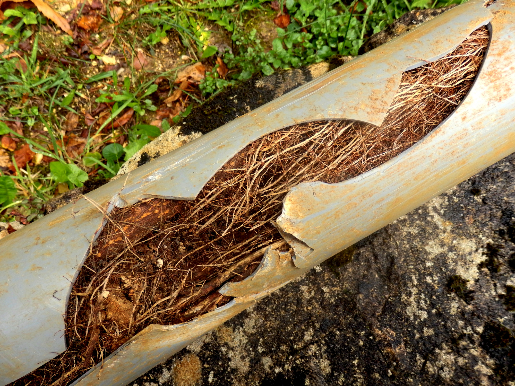 Tree root intrusion in sewer line